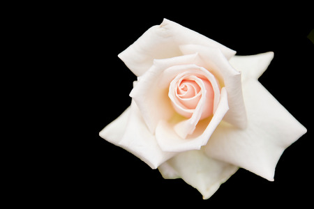 Flowers on black scene, active wallpaperの写真素材