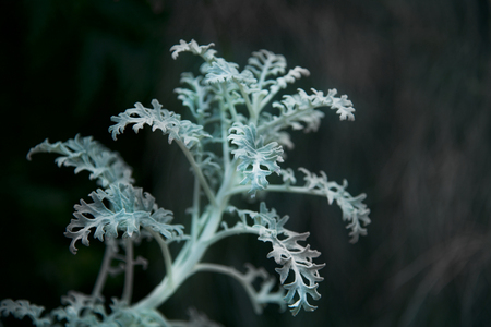 Flowers on black scene, active wallpaperの写真素材