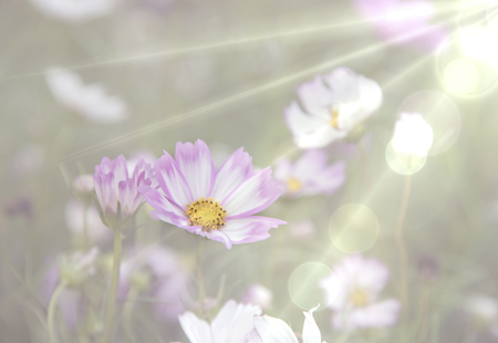 Cosmos flowers, pastel shades, soft blur for wallpaper backgrounds.の写真素材