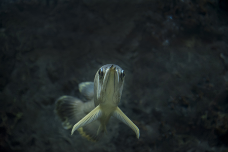 Dragon fish as natural background or wallpaper.