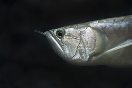 Dragon fish as natural background or wallpaper.の写真素材