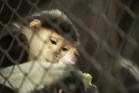red-shanked douc langur as natural background or wallpaper.