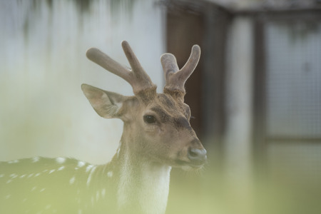 Beautiful deer with big horns Baby deer Isolatedの写真素材