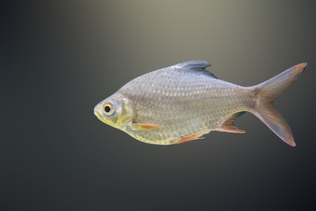 Barbodes gonionotus as natural background or wallpaper.の写真素材