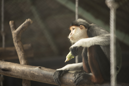 red-shanked douc langur as natural background or wallpaper.の写真素材