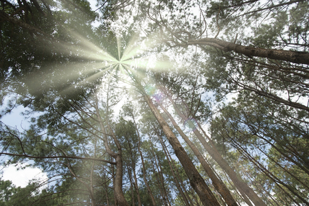 Pine and light forests as background or wallpaper.