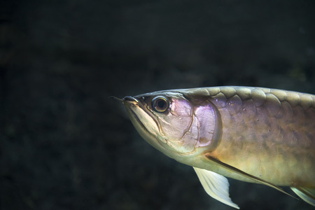 Dragon fish as natural background or wallpaper.の写真素材