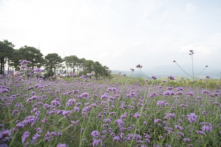 Meadows and flowers in nature, light, scenery as background or wallpaper concept.の写真素材