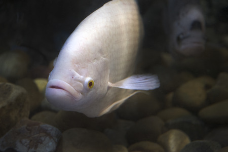 Osphronemus goramy as natural background or wallpaper.の写真素材