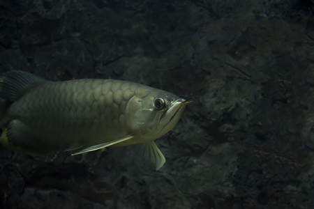 Dragon fish as natural background or wallpaper.の写真素材