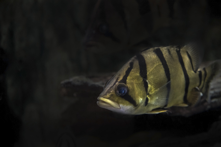 Coius microlepis as natural background or wallpaper.の写真素材