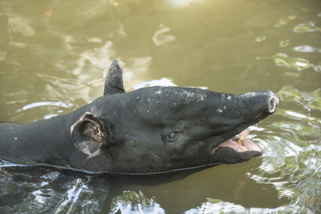 Malayan Tapir animal, animal as natural background or wallpaper.の写真素材