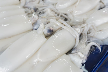 White squid, fresh food from the sea