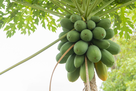 Papaya tree picture on wallpaper backgroundの写真素材