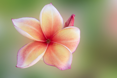 Pleasant frangipani flowers on trees on a natural backgroundの写真素材