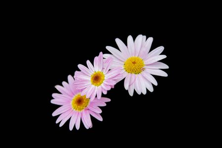 Beautiful flowers on a black backgroundの写真素材