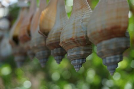 shells mobile hanging on green leaf backgroundの写真素材