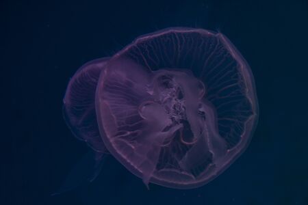 Moon jellyfish on the background with copy spaceの写真素材