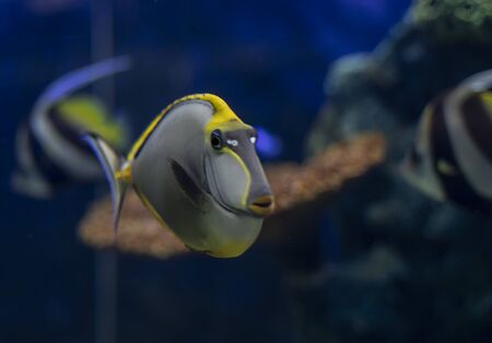Tropical Fish Naso Tang (Naso lituratus) -Thailand on the Natural background