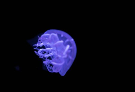 upside down jellyfish on the Natural background