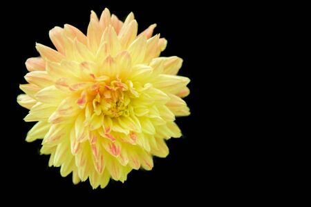 Beautiful flowers on a black backgroundの写真素材