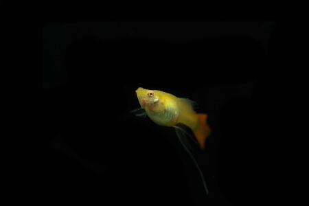 Asian guppy on a black backgroundの写真素材