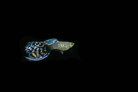 Asian guppy on a black backgroundの写真素材