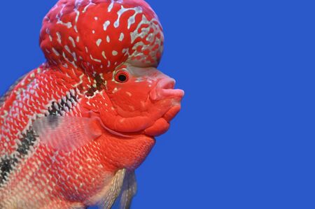 Beautiful beautiful color fish on a blue backgroundの写真素材