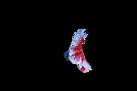 Betta on a black backgroundの写真素材