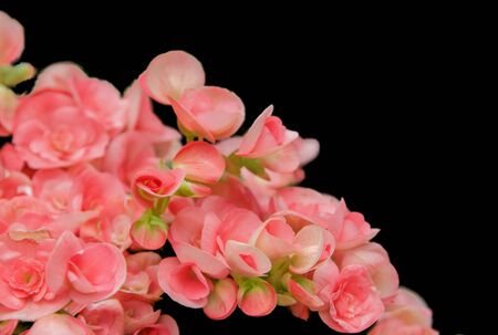Beautiful flowers on a black backgroundの写真素材