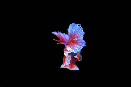 Betta on a black backgroundの写真素材