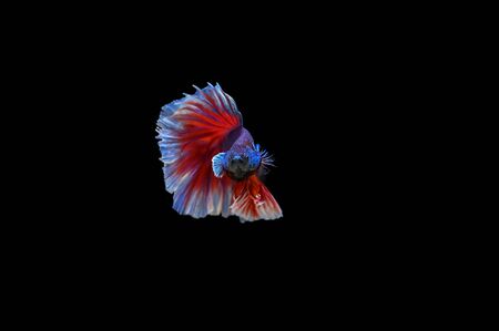 Betta on a black backgroundの写真素材
