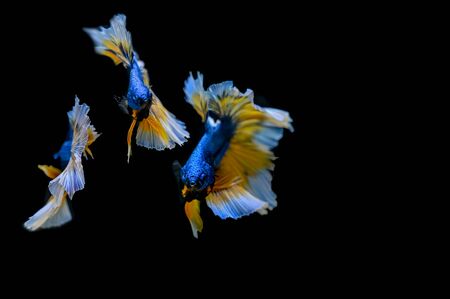 Many betta of Thailand on wallpaper background.の写真素材