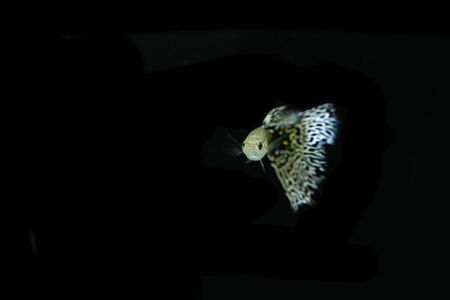Asian guppy on a black background