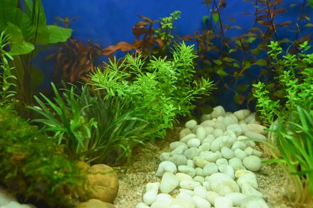 There are water plants within the aquarium.の写真素材
