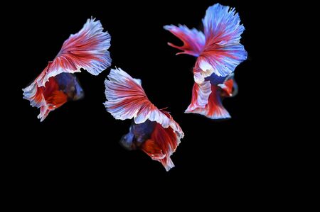 Many betta of Thailand on wallpaper background.の写真素材