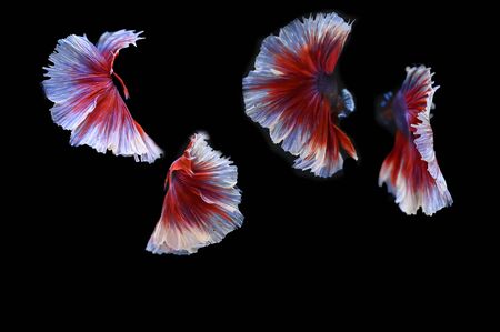Many betta of Thailand on wallpaper background.の写真素材
