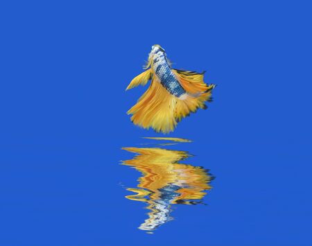Thai betta fish on a blue background