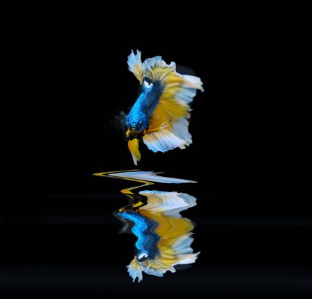 Betta on a black backgroundの写真素材