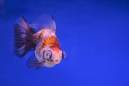 Beautiful fish on a blue backgroundの写真素材