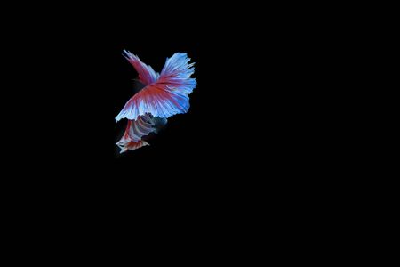 Betta on a black backgroundの写真素材
