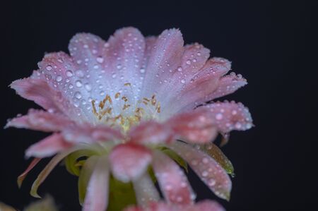 Cactus flowers on a black backgroundの写真素材
