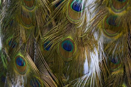 Peacock Mosquito's tail or bird's feathers
