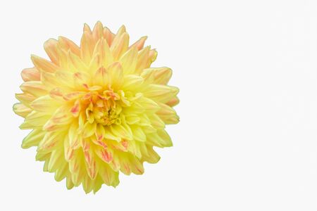 Flower petals, beautiful plants, colorful on the White Blackgroundの写真素材