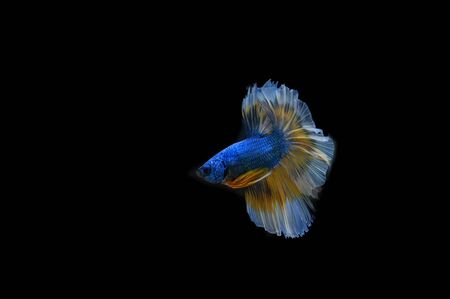 Betta on a black backgroundの写真素材