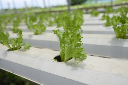 Hydroponic vegetables are vegetables grown without soil.の写真素材