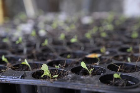 Seedling culture on a background