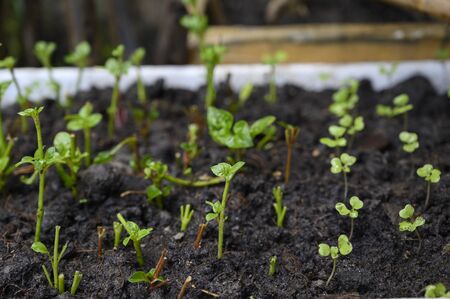 Seedling culture on a backgroundの写真素材