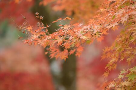 Natural red maple leaf orange background orange-orange backgroundの写真素材