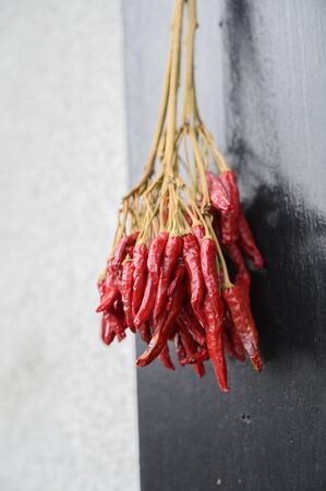 Chili tree on the surface for the backgroundの写真素材